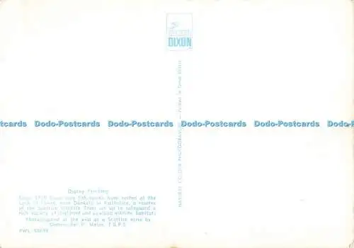 D271537 Fischadler Sitzplatz J Arthur Dixon Christopher K Mylne