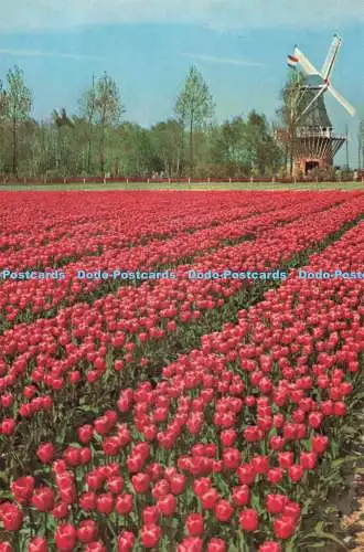 D271538 Keukenhof Lisse Holland Planeta L Blok