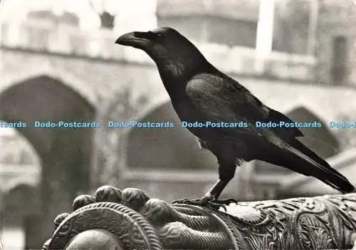 D268289 Tower of London Einer der Tower Ravens Ministry of Public Building und