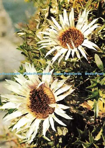 D271579 Zwergdistel Dr. Wendelberger Die Alpen in Blüte Pinguin