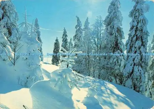 D268319 Winterzeit Bäume mit Schnee bedeckt Deriaz Baulmes 1983