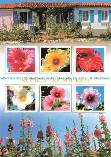 D271609 Roses Tremieres Hollyhocks Jack Multi View