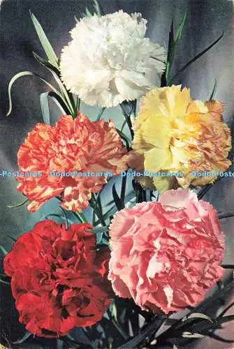 D271615 Nelke J Arthur Dixon