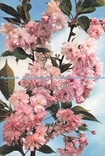 D271663 Kanzan Cherry J Arthur Dixon