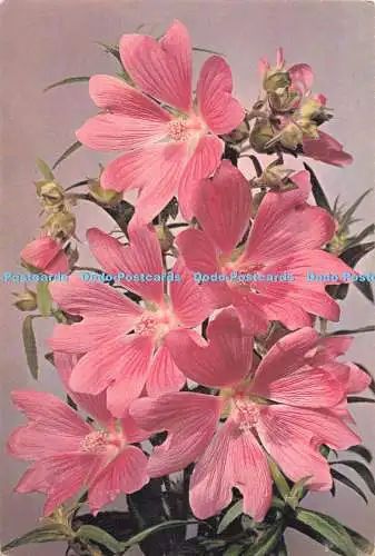 D271664 Malve lateinischer Name Malva Alcea Var J Arthur Dixon