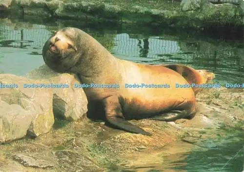 D268433 Chester Zoo Californian Sealion Beric Tempest M F Coupe