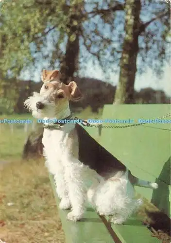 D271827 Hund E T W Dennis Postkarte
