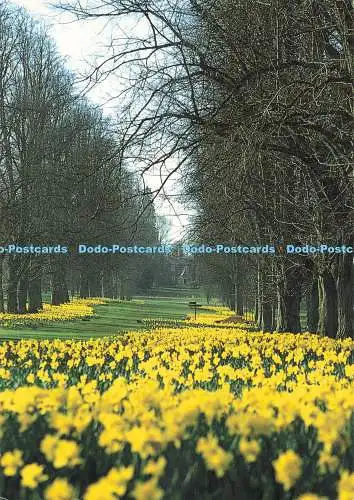 D271873 Bury St Edmunds The Lime Avenue in Spring Nowton Park English Life Publi
