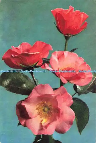 D271898 Floribunda Rose J Arthur Dixon