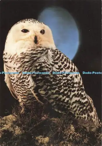 D271903 Schneeeule N J Mellor
