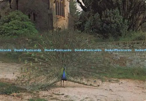 D273743 Brownsea Island Peacock Im Hintergrund zu sehen St Mary Church J A