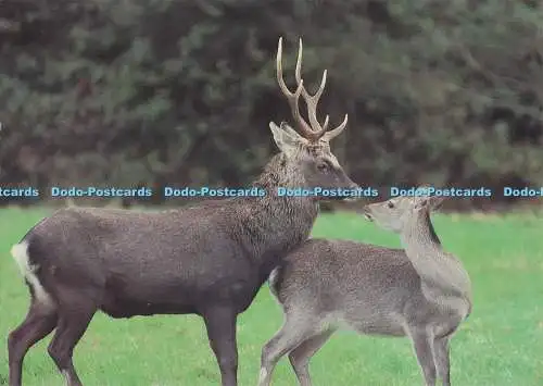 D273744 Dorset Poole Harbour Brownsea Island Sika Deer Stag and Hind National Tr