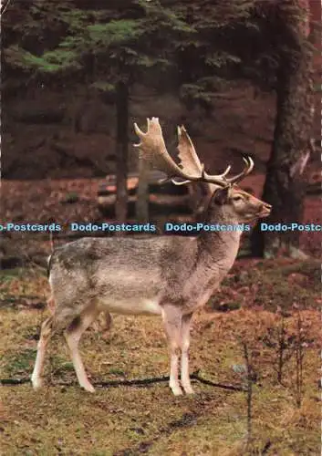D271918 Daim Damwild Postkarte