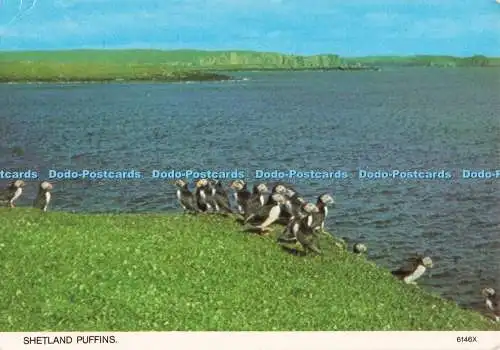 D268650 Shetland Papageientaucher Whiteholme A Hagel Caledonia Produkt