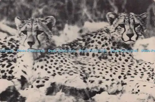 D273784 Etosha Pan S W A Cheetah Colin Richards