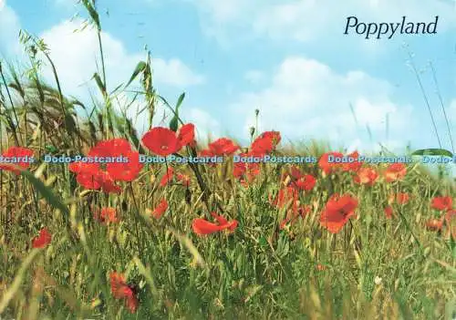 D268745 Poppyland J Salmon 1992