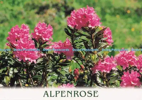 D273861 Alpenrose Cosy