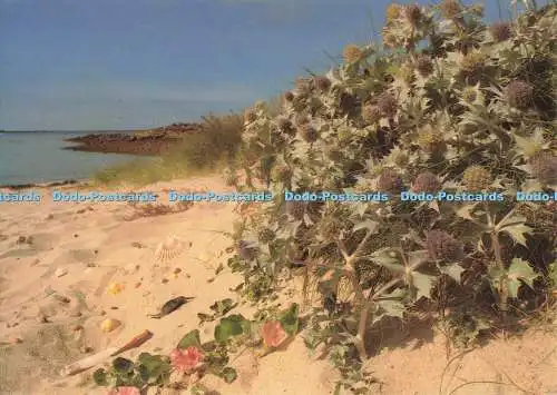 D268810 Isles of Scilly Sea Holly in Flower at Rushy Bay Bryher Beric Tempest F