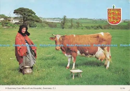 D274008 Guernsey C I A Guernsey Cow Myra of Les Houards A gp Publications E T W