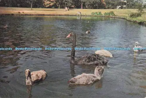 D274270 Kew Royal Botanical Gardens Wasservögel auf Lake Black Swan and Cygnets J