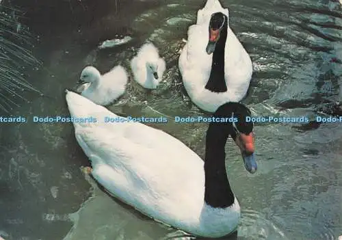 D274300 Glos Slimbridge Black Necked Swans with Cygnets at the Wildfowl Trust J