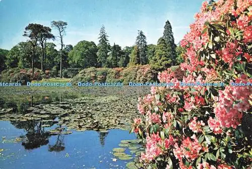 D269335 Rhododendren im Sheffield Park J Arthur Dixon