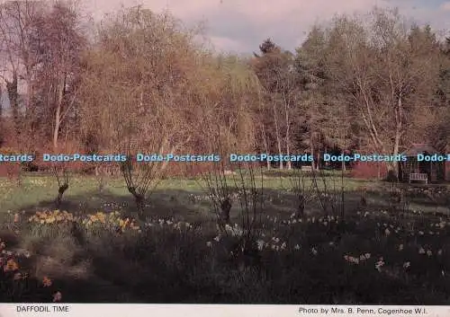 D274778 Daffodil Time Northamptonshire Federation of Women Institutes Judges Pos