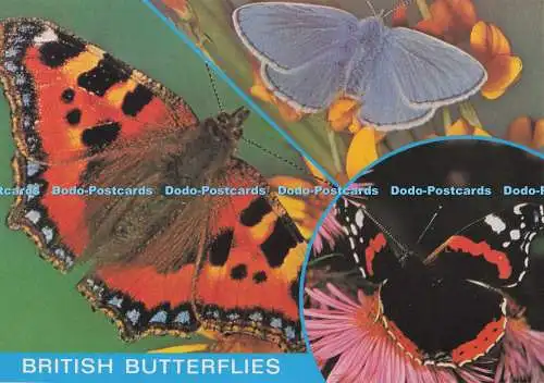D275104 British Butterflies Common bBlue Red Admiral Small Tortoiseshell J Salmon