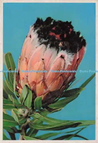 D275233 The Protea South Africa National Flower Art Publishers Ltd