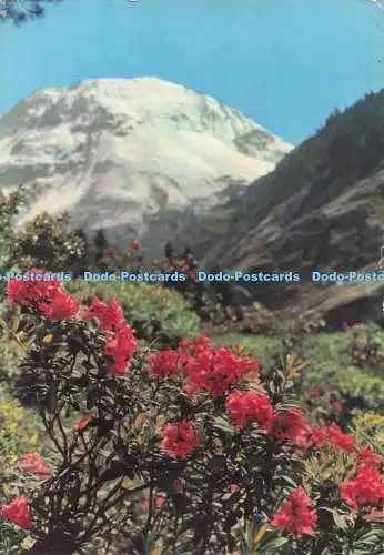D275494 Rostblättrige Alpenrose Risch Lau 1962