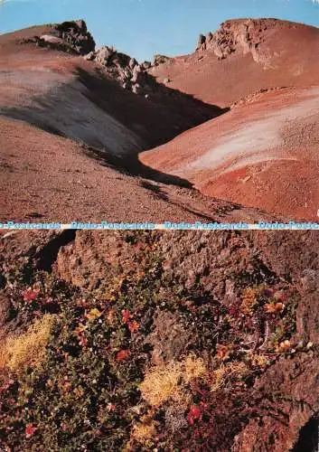 D275501 Island Myvatn Pflanzenwelt beginnend in der Wildnis Edvard Sigurgeirsson