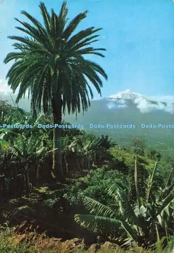 D275913 Tenerife Valle de la Orotava y Teide RO FOTO No 265