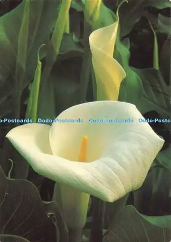 D276339 Sommerzwiebeln Zantedeschia Aethiopica BBC Gardeners World Magazine GPL Jo