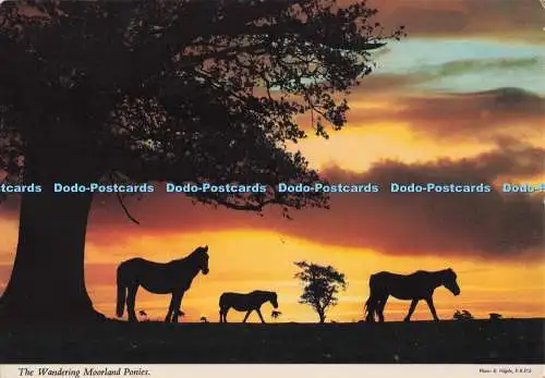 D276364 The Wandering Moorland Ponies John Hinde Ltd E Nagele