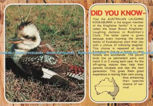 D276561 Wussten Sie, dass der australische lachende Kookaburra Murray Ansichten Ektachr