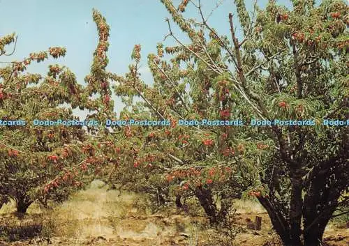 D276562 N S W Orange Murray Views Ektachrome Transparency