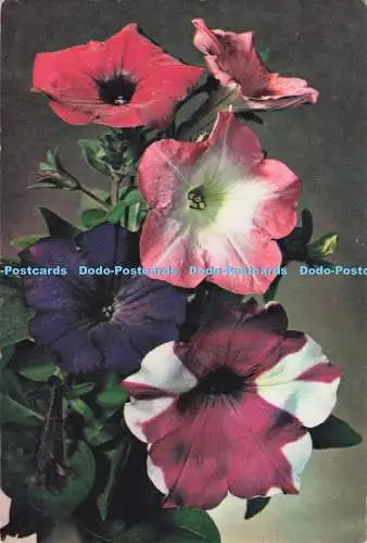 D283723 Petunias J Arthur Dixon Ltd