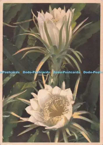 D281430 Nachtblühender Cereus Serie 116 2