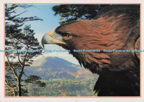 D276852 Golden Eagle J Arthur Dixon The National Birds of Prey Centre