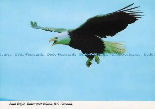 D276854 Kanada Vancouver Island B C Weißkopfseeadler J Barnard Pfau Postkarte Kaleid