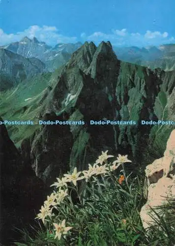 D283789 Edelweiß mit Hofats 2269m Franz Milz