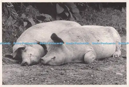 D286079 Two Pigs Siesta Statics London 1987
