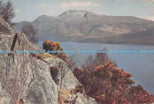 D279222 Scotland Gorse Time at Loch Lomond J Arthur Dixon W S Thomson