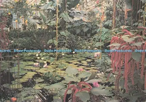 D286148 Kew Royal Botanic Gardens Water Lily House Crown