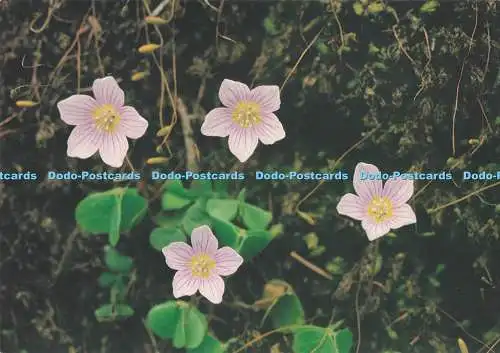 D281630 British Wild Flowers Wood Sauerampfer J Salmon Ltd Cameracolour
