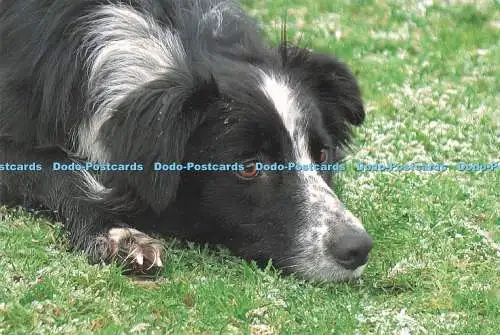 D286175 Border Collie Talybont Cymric Karten Janet Baxter