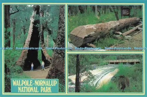 D286178 Walpole Nornalup National Park Giant Red Tingle Tree A Rolsh Production