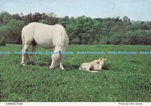 D281652 Damast Rose Welsh Pony and Cob Society Judges Ltd Colin James