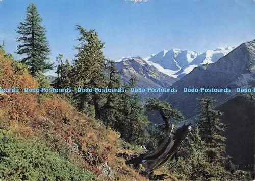 D281672 Pontresina Hochweg mit Piz Palu Kiosk AG 1967