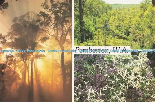 D286218 Pemberton W A Misty Sunrise in the Karri Forest Near Northcliffe A Rolsh